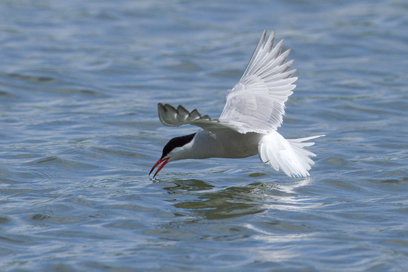 Common Tern (13)