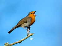 Robin