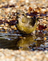 (f)Crossbill (4)