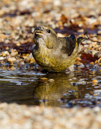 (f)Crossbill (4)