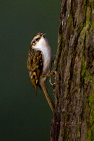 Treecreeper