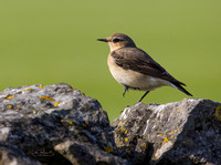 (f)Wheatear (11)