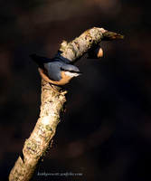 Nuthatch (20)