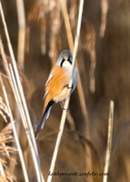 Bearded Tit(Reedling) (20)