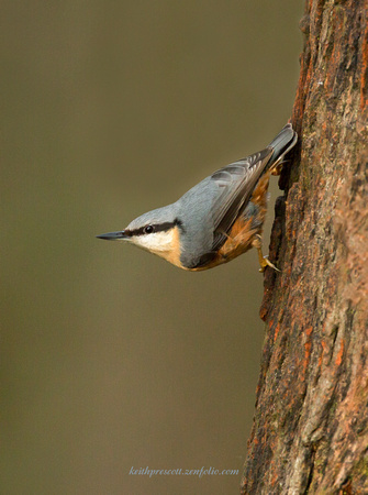 Nuthatch (8)