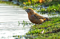 (m)Crossbill (5)