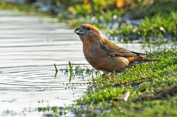 (m)Crossbill (5)