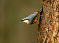 Nuthatch (16)