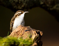 Treecreeper (5)