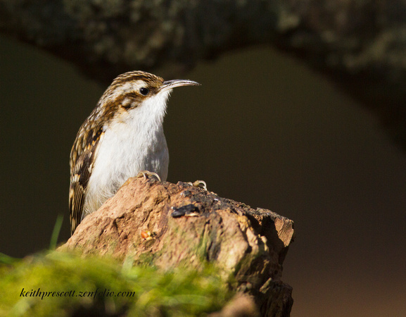 Treecreeper (5)