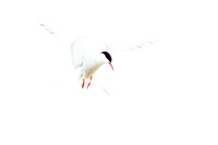 Common Tern (16)