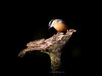 Nuthatch (7)