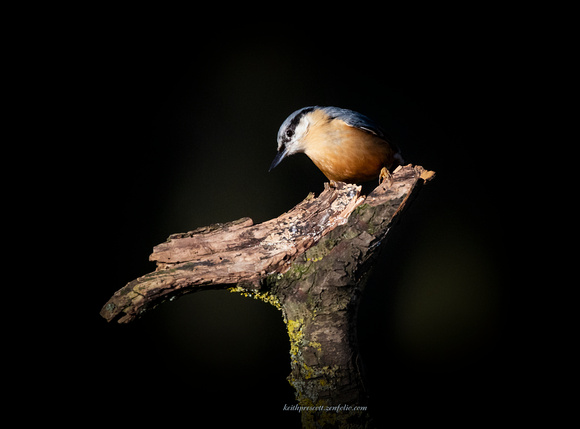 Nuthatch (7)