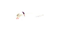 Common Tern (6)