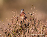 (m)Dartford Warbler (14)