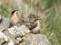 (m&f)Wheatear