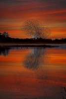 Murmuration