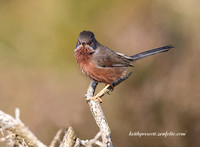 (m)Dartford Warbler (16)