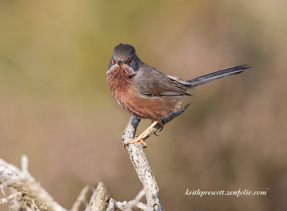(m)Dartford Warbler (16)