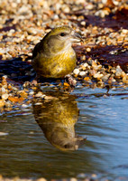 (f)Crossbill (2)