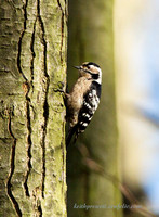 (f)Lesser spotted Woodpecker (7)