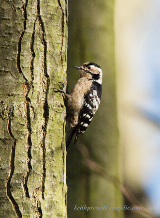 (f)Lesser spotted Woodpecker (7)