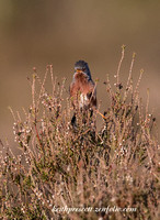 (m)Dartford Warbler (11)