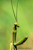 Praying Mantis