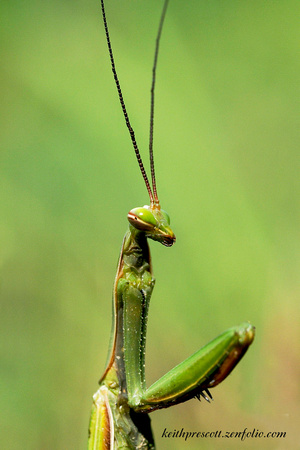 Praying Mantis