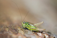 Roesel's Bush Cricket (1)