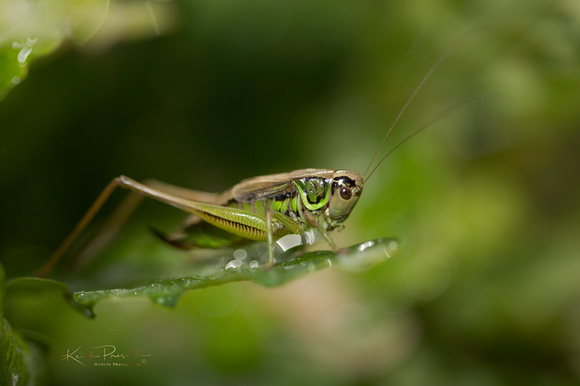 Roesel's Bush Cricket (2)