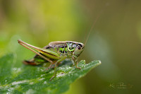 Roesel's Bush Cricket (3)