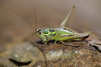 Roesel's Bush Cricket (4)