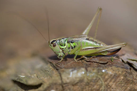 Roesel's Bush Cricket (4)