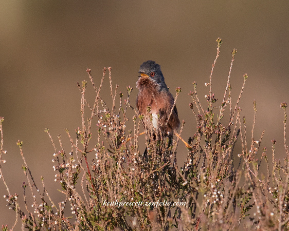 (m)Dartford Warbler (12)