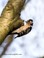 (f)Lesser spotted Woodpecker (2)