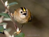 Goldcrest (18)