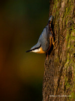 Nuthatch (43)