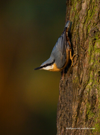 Nuthatch (43)