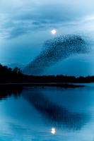 Starling Murmuration (14)