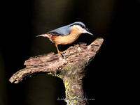 Nuthatch (4)