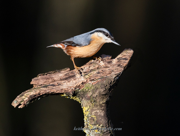 Nuthatch (4)