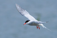 Common Tern (7)