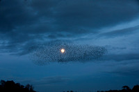 Starling Murmuration (10)
