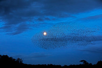 Starling Murmuration (3)