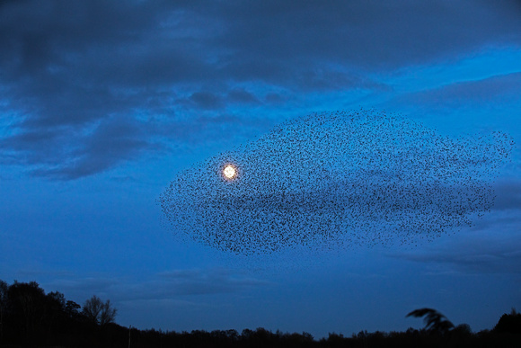 Starling Murmuration (3)