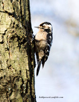 (f)Lesser spotted Woodpecker (4)