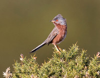 (m)Dartford Warbler (1)