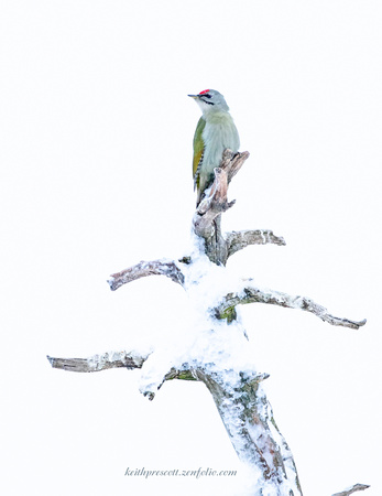 (m)Grey Headed Woodpecker (6)