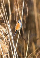 Bearded Tit(Reedling) (19)